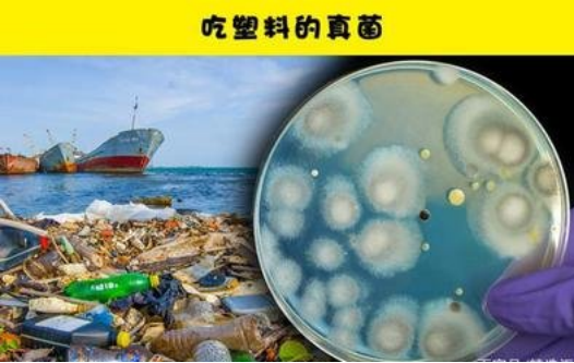 ���ں���ǰ���¸�Ч����PBAT���ϵĺ���΢����ø���α�����